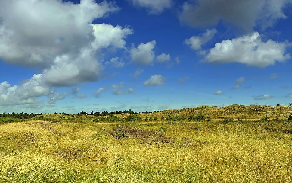 green grass field under blue sky HD wallpaper